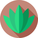 nature,plant,garden,yard,botanic,aloe vera
